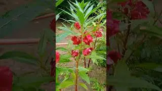 Flowers my garden #shorts
