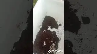 Муравей часть 3. Возвращение домой. Что стало с мухой?