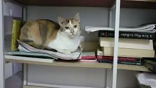 Cat loaf on book shelf