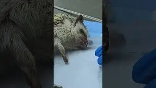 Лечим ЗУБЫ ЕЖУ 