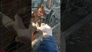 #абдуллахдомла