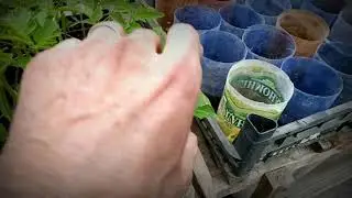 15 февраля 2021 Зачем удалять лист на рассаде.