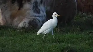 Cattle Egret
