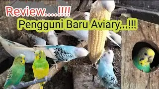 Ternak Parkit...!!! Review penghuni Baru Aviary Mini