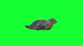 seal green screen