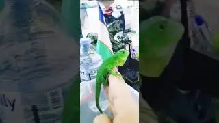 Yashil iguana🦎 - Зелёный инуана 🦎