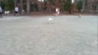 Teddy playing fetch at dog park
