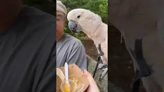 Misha Discovers His Love for Cornbread at Tower Grove Farmer's Market! 🦜🍞