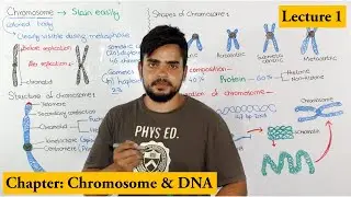 Chromosome Structure, Shape, composition and organization | Lecture 1