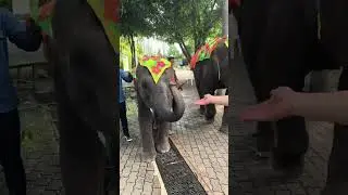 THAILAND Elephants