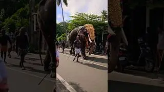 #elephantlove #elephant #viralvideo