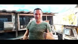 Взвешивание кроликов привезённых    из других хозяйств.