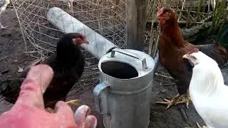 Как выглядит сперма петушков