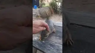 #3 Squirrel gets ear massage.                9/16/2023