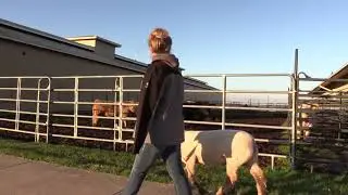 A Day in the Life of FFA