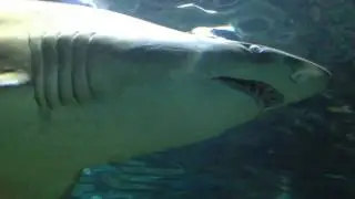 Introducing Shark Minutes with Skyler Thomas: WSV