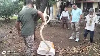 आईडीपीएल कॉलोनी में एक गौशाला के अंदर 7 फ़ीट लम्बा सांप घुस गया. जिसको रेस्क्यू किया गया.