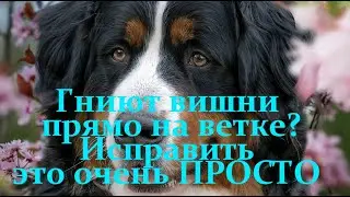 Гниют вишни прямо на ветке Исправить это очень ПРОСТО