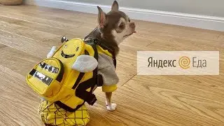 The dog got a courier! How much will it earn?