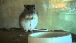 Tap Dancing Gerbil