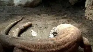 Komodo Dragon at Woodland Park Zoo