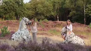 Enjoy the magic behind scenes with our two fairy-tale horses