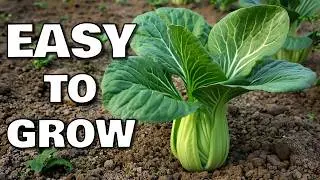 How to Grow Bok Choy, Pak Choi or Chinese Cabbage from Seed