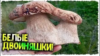 ФАНТАСТИКА! | БЕЛЫЕ грибы в ИЮНЕ