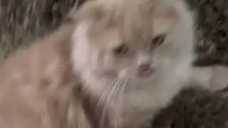 Oliver the Persian cat on a Persian Rug