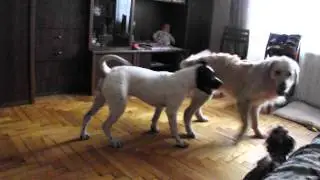 Йорк, питбуль и голден.
