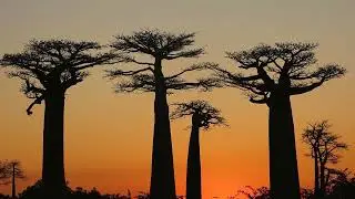 The Socotra Island Enigma! #videos