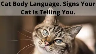 Cat Body Language. Signs Your Cat Is Telling You.