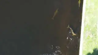 Dolfins In the Canal!