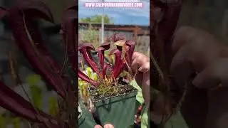 Sarracenia Ember x minor ‘Giant’