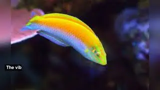 AQUARIUM OASIS