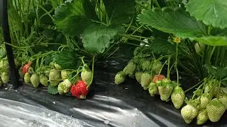Начало краснения клубники Альба#клубника