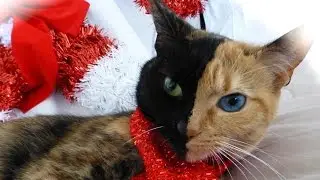 10 Кошек, на которых не пожалела красок сама мать-природа