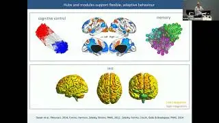 Brain network hubs: maps, molecules, and models