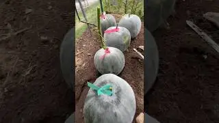Winter melon harvest 收获合仔冬瓜 给丝瓜让道 8/31/2024