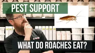 What Do Cockroaches Eat? | Pest Support