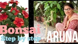 How to make HIBISCUS BONSAI at home, Bonsai Soil Mixing, care and all about Hibiscus Bonsai Tree