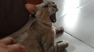 My Cat Umi