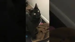If Cats Said 