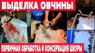Первичная обработка и консервация шкуры. Выделка овчины. Часть 1