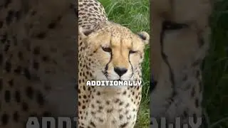 Did You Know Cheetahs Can Not Roar 🤯🐆