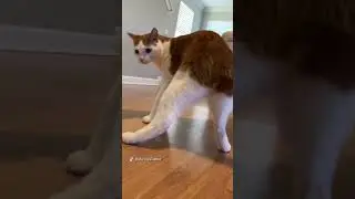 twerk the cat 