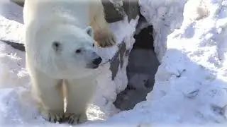Маленькие белые медвежата начинают большую игру с мамой Гердой