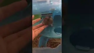 [Funny Hamster]|Hamster ''dance'' xxx|| Hamster with fingers- crazy love mối tình ngang trái :))