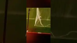 top gol ronaldo #fypシ゚viral #funny #fypage #fyp #cr7 #ronaldo #shortsvideo #shortvideo #shorts #fy