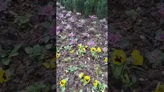 #short  Геленджик